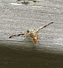 Idana marginata