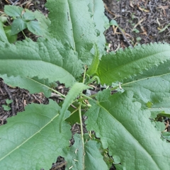 Ambrosia ambrosioides