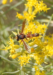 Physocephala marginata