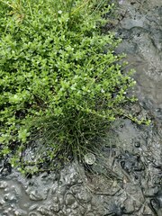 Eleocharis geniculata