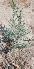 Salsola australis