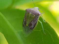 Pentatominae