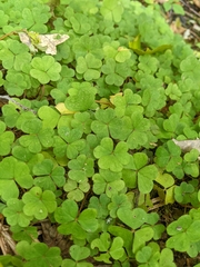 Oxalis montana image