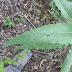 Ambrosia ambrosioides