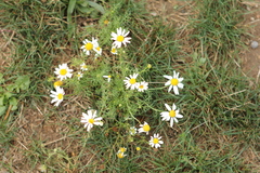 Matricaria chamomilla