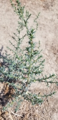 Salsola australis
