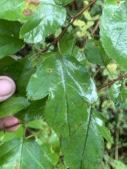 Crataegus phaenopyrum