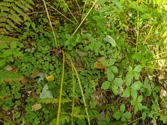 Oxalis montana image