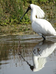 Platalea regia