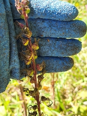 Rumex conglomeratus