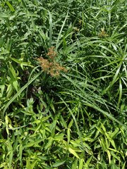 Cyperus javanicus