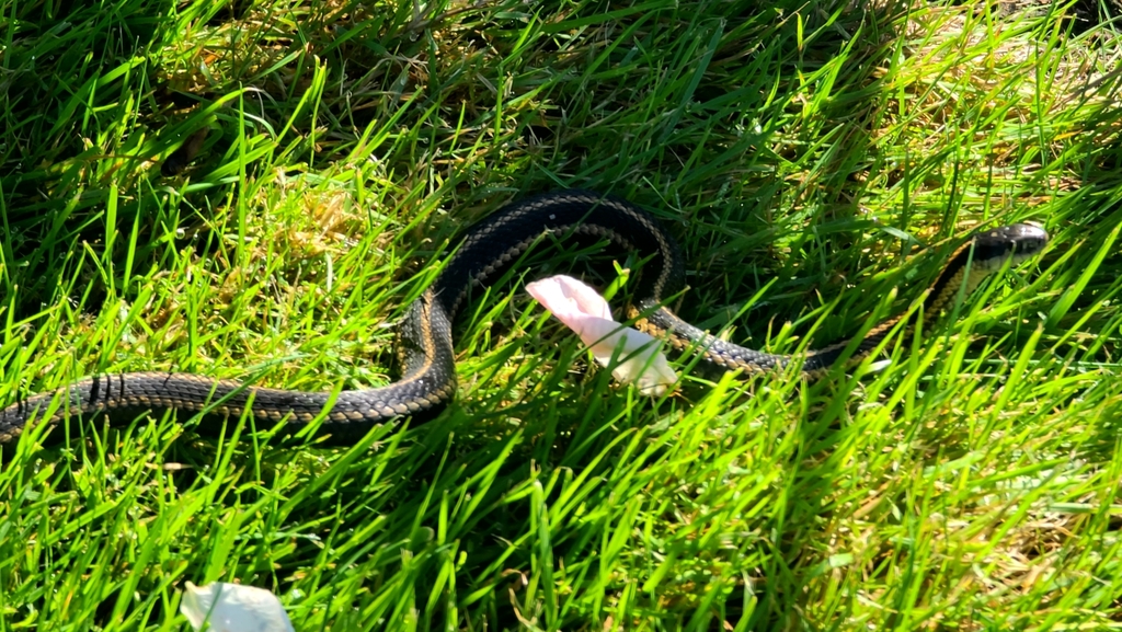 Common Garter Snake from Newcastle, WA, USA on September 25, 2022 at 01 ...