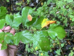 Crataegus phaenopyrum