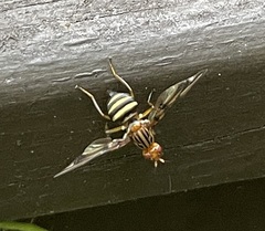 Idana marginata