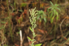Chenopodium album