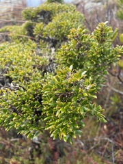 Coprosma nitida