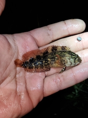 Chasmodes bosquianus