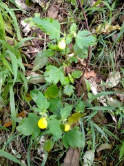 Calceolaria tripartita