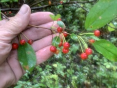 Crataegus phaenopyrum