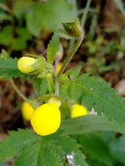 Calceolaria tripartita