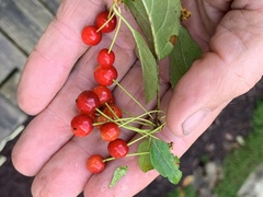 Crataegus phaenopyrum