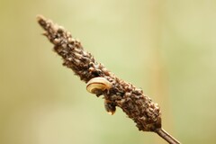 Xerolenta obvia