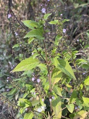 Mosla dianthera