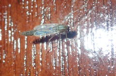 Chironomoidea
