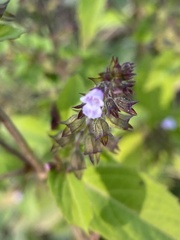 Mosla dianthera
