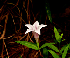 Spigelia alabamensis