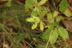 Potentilla recta