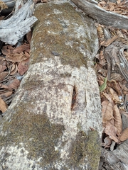Xanthocarpia feracissima