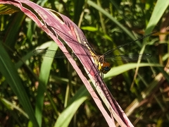 Chalcostephia flavifrons