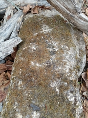 Xanthocarpia feracissima