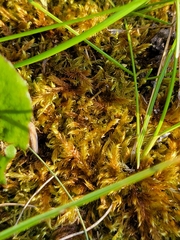 Aulacomnium palustre