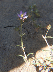 Spergularia rubra