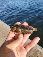 Chasmodes bosquianus