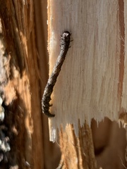 Biston betularia