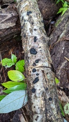 Annulohypoxylon truncatum