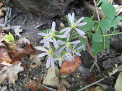 Symphyotrichum undulatum