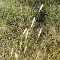 Chloris virgata