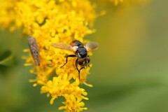 Gymnoclytia
