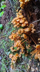 Xeromphalina campanella