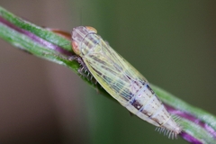 Henschia