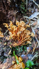 Xeromphalina campanella