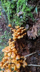 Xeromphalina campanella