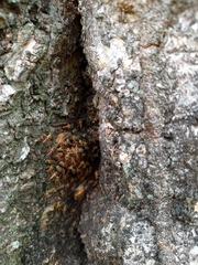 Tetragonisca angustula