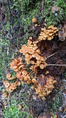 Xeromphalina campanella