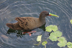 Pardirallus sanguinolentus