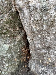 Tetragonisca angustula